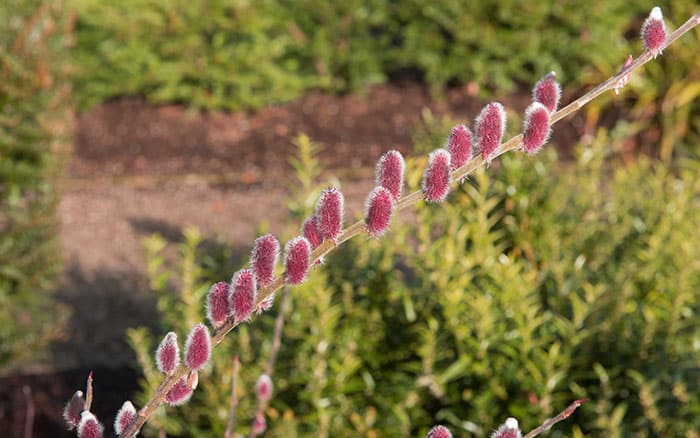 Pussy willow