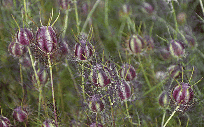 Lavender-sprigs-in-lemon-drink