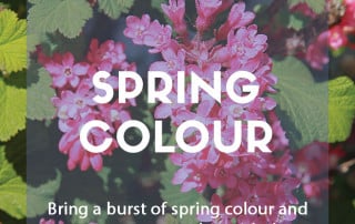 Spring colour in the garden