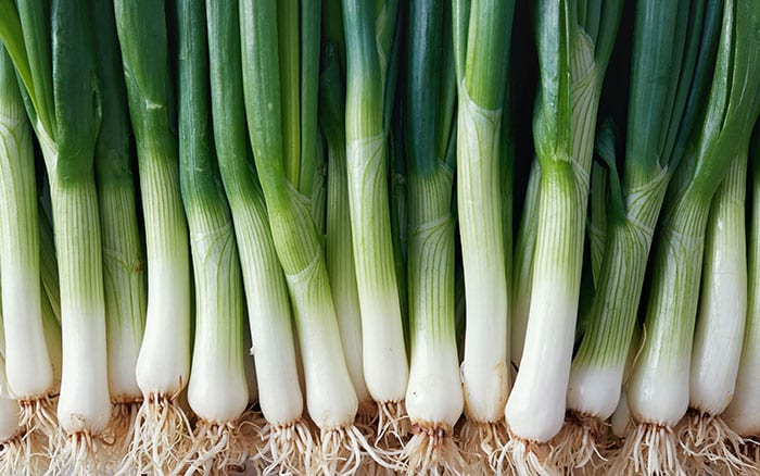 spring onions grown in a container