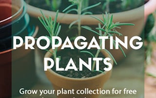Ways to propagate plants in the home and garden
