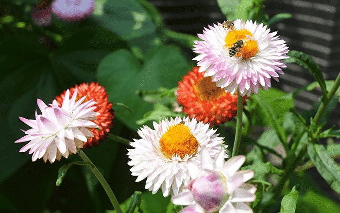 3 Easy Ways to Dry Flowers for Everlasting Beauty - Birds and Blooms