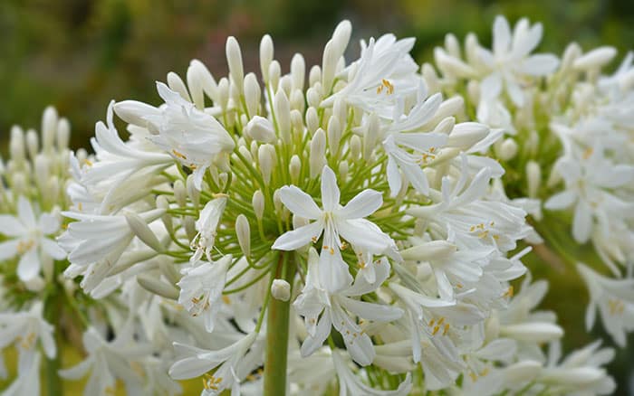 Agapanthus-africanus-‘Albus’ Lavender-sprigs-in-lemon-drink