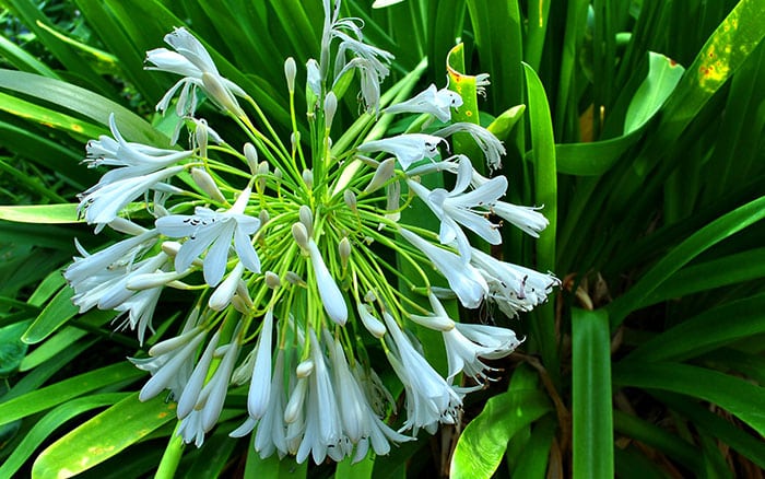 Agapanthus-‘Blue-Moon’ Lavender-sprigs-in-lemon-drink