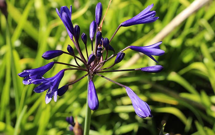 Agapanthus-‘Midnight-Star’ Lavender-sprigs-in-lemon-drink