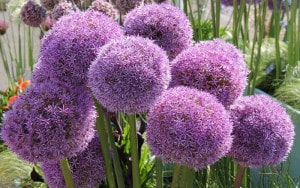 Lavender-sprigs-in-lemon-drink