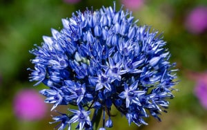 Lavender-sprigs-in-lemon-drink