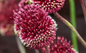Allium-‘Red-Mohican’ Lavender-sprigs-in-lemon-drink