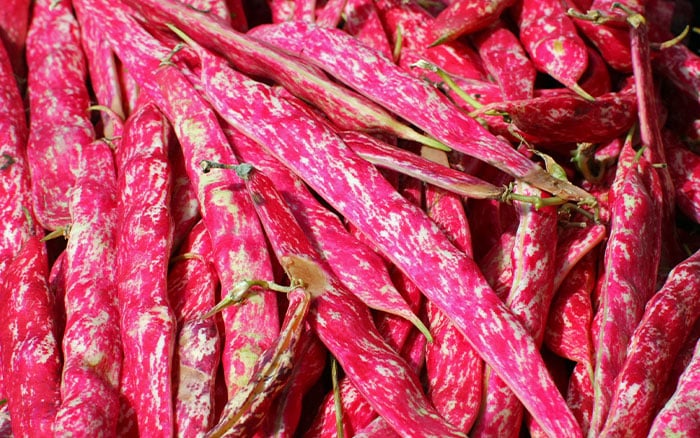 Borlotti-beans-‘Lamon’ Rose-petal-salad-2