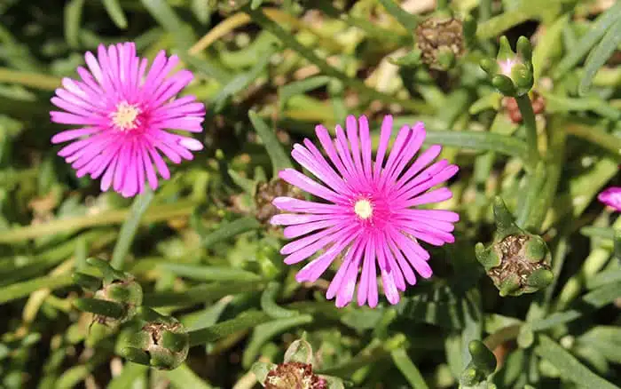 Rose-petal-salad-2