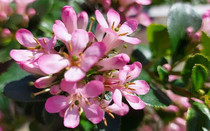 Rose-petal-salad-2