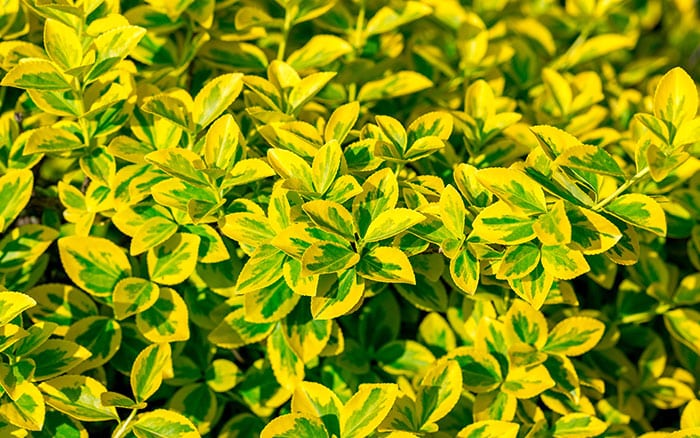 Euonymus-fortune-(spindle)-‘Emerald-‘n’-Gold’ Rose-petal-salad-2