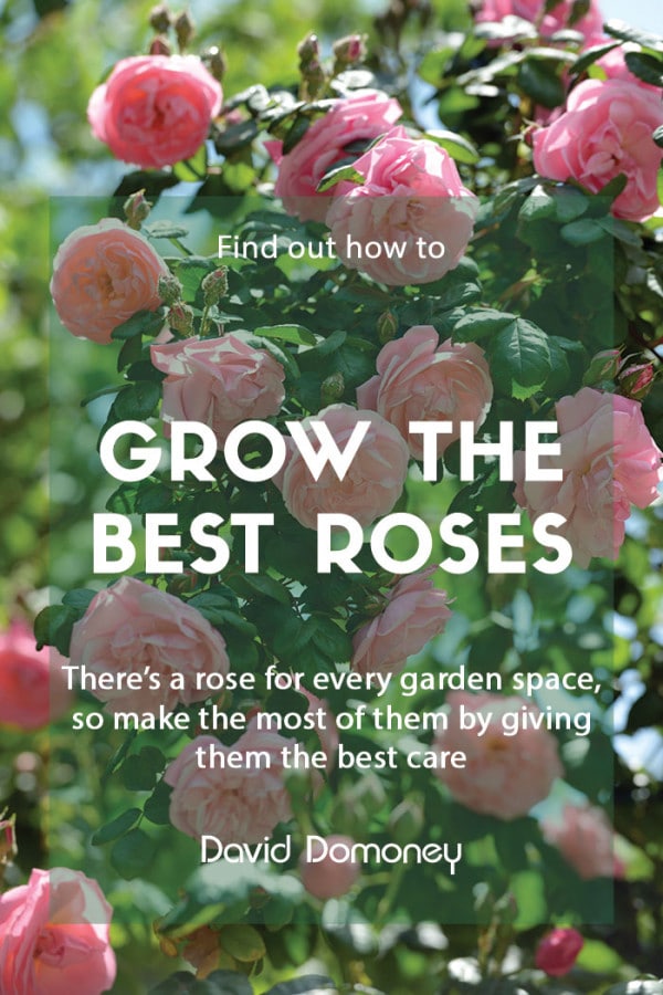 How to grow the best roses in your garden