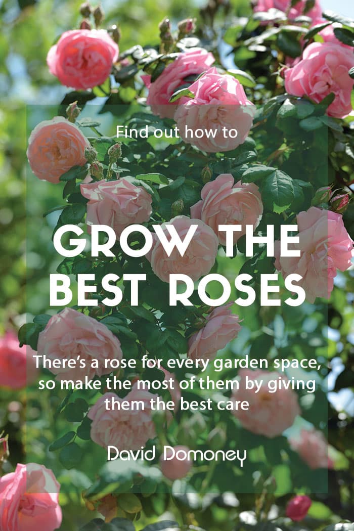How to grow the best roses in your garden