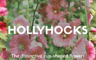 Growing hollyhocks in your garden