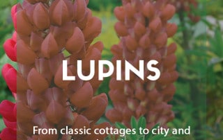 Growing lupins in the garden