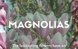 Growing magnolias in your garden