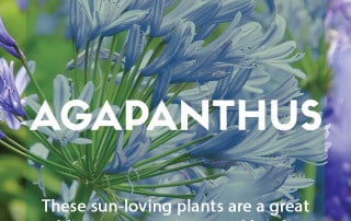 How to grow agapanthus