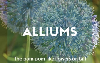 Guide to growing alliums in the garden