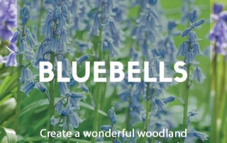 How to grow bluebells in your garden