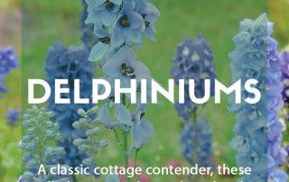 A guide to growing delphiniums in your garden