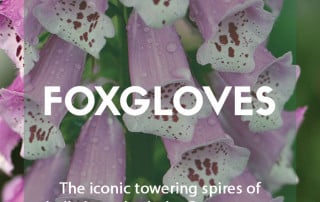 A guide to growing foxgloves in the garden