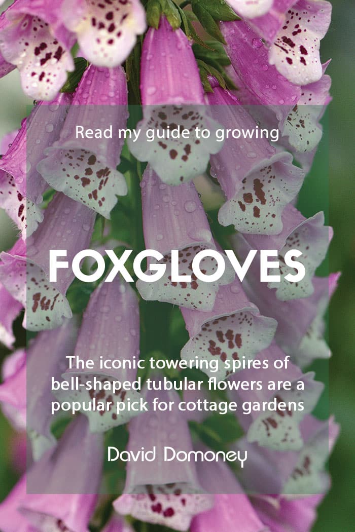 A guide to growing foxgloves in the garden