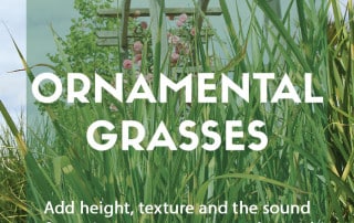 How to grow ornamental grasses