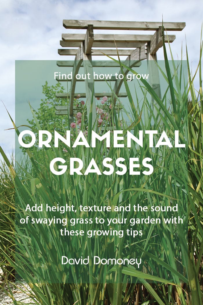 How to grow ornamental grasses