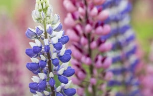 Lavender-sprigs-in-lemon-drink