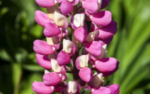 Lavender-sprigs-in-lemon-drink