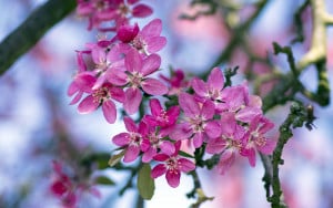 Malus-‘Royalty’ Rose-petal-salad-2