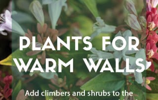 Plants for purpose Shrubs and climbers for warm walls