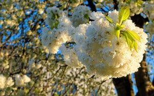 Prunus-avium-(wild-cherry)-‘Plena’ Rose-petal-salad-2