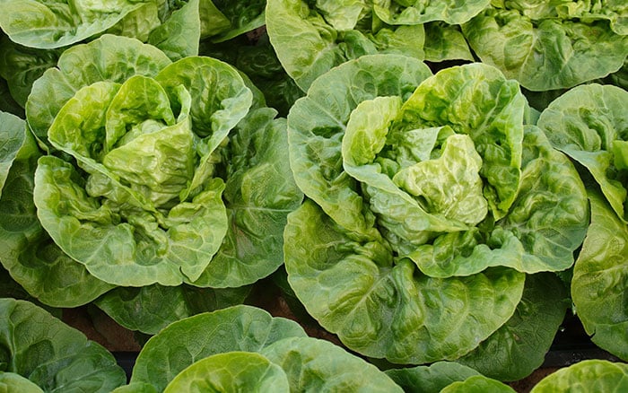 vertical-lettuce-garden