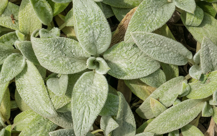 Stachys-byzantina-(lamb’s-ear)-‘Silver-Carpet’ Rose-petal-salad-2