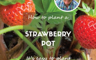 strawberry pot feature