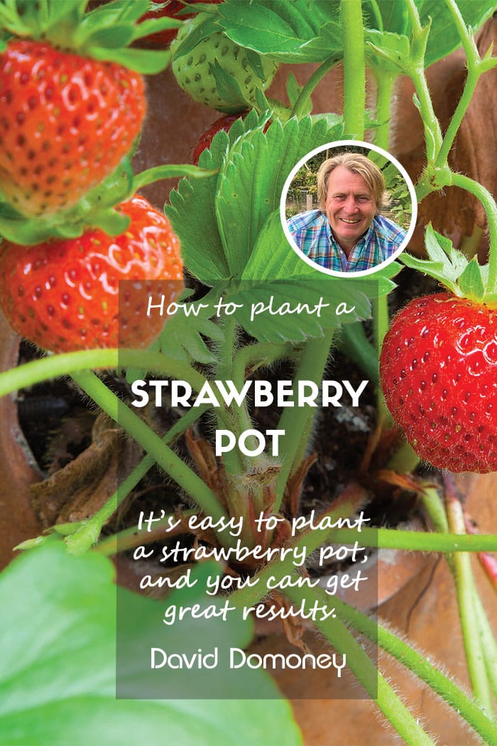 strawberry pot feature