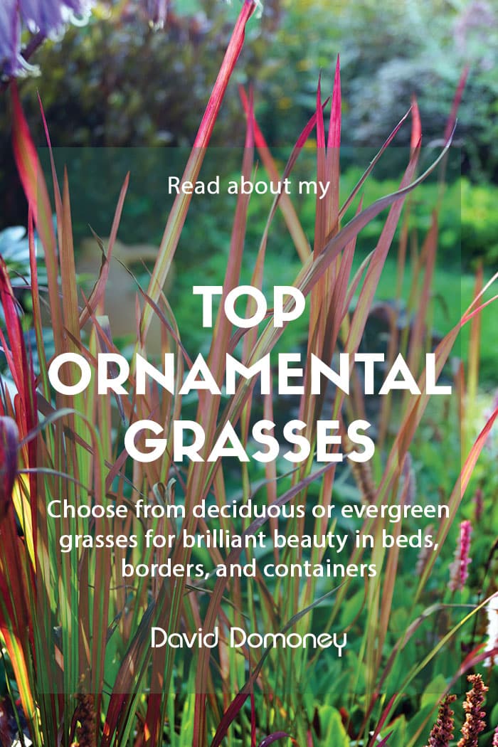 Top ten ornamental grasses
