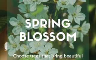 Top picks for spring blossom