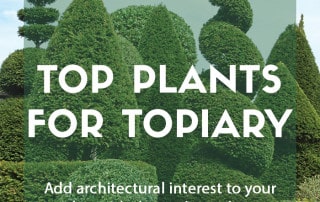 Top plants for topiary - feature image