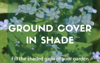 Top ten plants for ground cover in shade