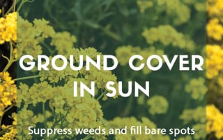 Top ten plants for ground cover in sun