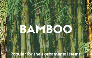 A guide to growing bamboo in the garden