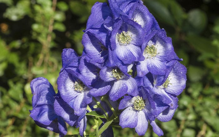 Aconitum-carmichaelii-(monk’s-hood)-‘Arendsii’ Rose-petal-salad-2
