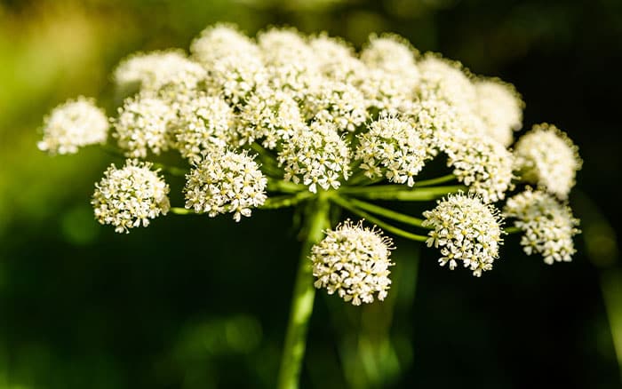 Angelica-sylvestris-(wild-angelica) Rose-petal-salad-2