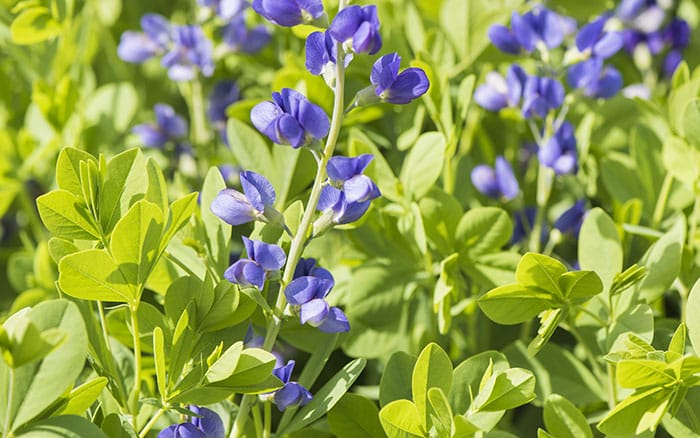 Baptisia-australis-(false-indigo) Rose-petal-salad-2