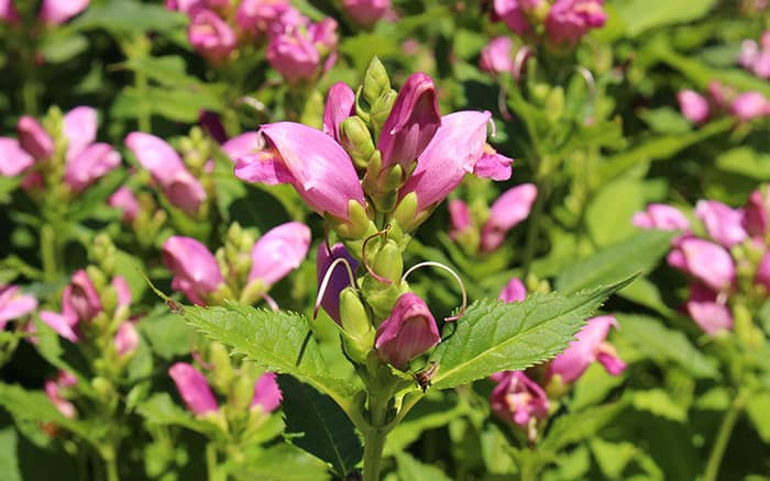 Chelone-obliqua-(twisted-shell-flower) Rose-petal-salad-2