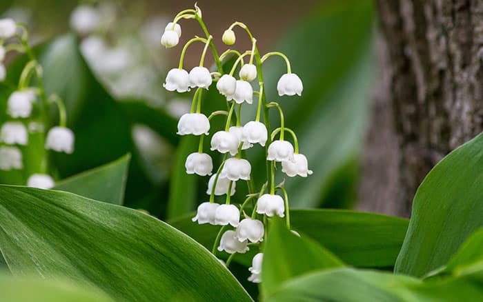 Convallaria-majalis-(lily-of-the-valley) Rose-petal-salad-2