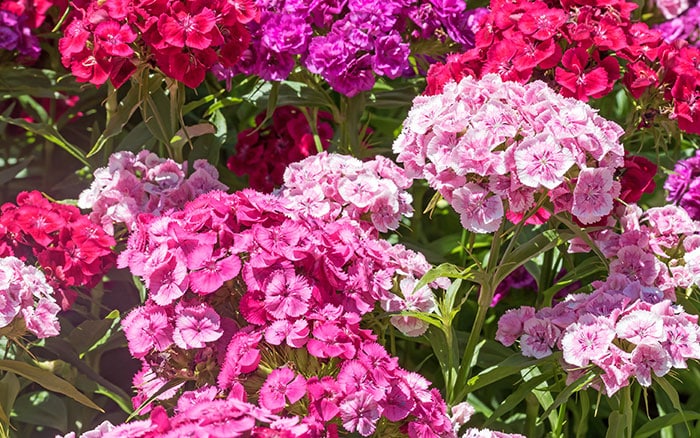 Dianthus-barbatus-(sweet-william) Rose-petal-salad-2